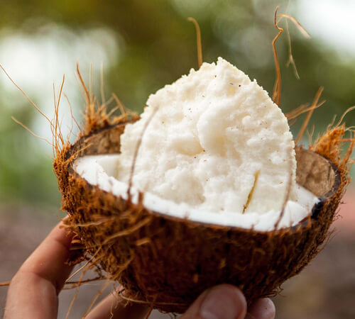 La noix de coco du Sri Lanka - Jardin BiO étic